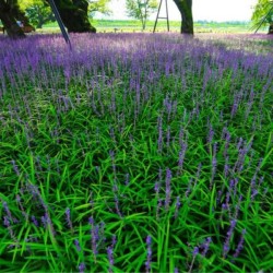 Liriope muscari 'Big Blue'