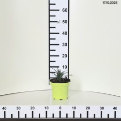 Liriope muscari 'Big Blue'