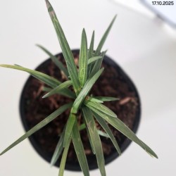 Liriope muscari 'Big Blue'