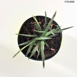 Liriope muscari 'Big Blue'