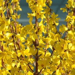 Forsythia ×intermedia...
