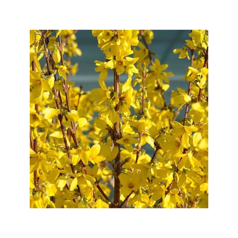 Forsythia ×intermedia MINIGOLD 'Flojor'