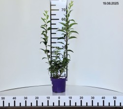 Forsythia ×intermedia MINIGOLD 'Flojor'