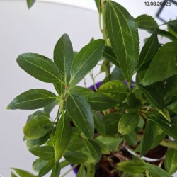 Forsythia ×intermedia MINIGOLD 'Flojor'