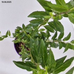 Forsythia ×intermedia MINIGOLD 'Flojor'