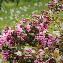Weigela florida 'Victoria'