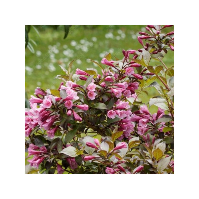 Weigela florida 'Victoria'