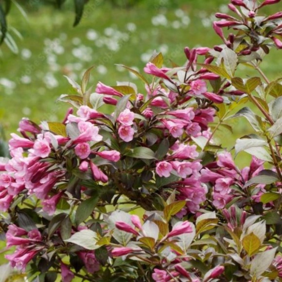 Weigela florida 'Victoria'