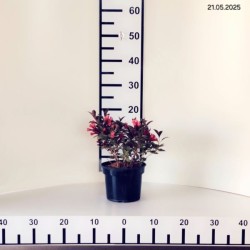 Weigela florida 'Victoria'