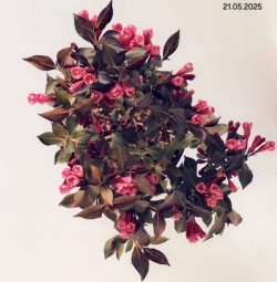 Weigela florida 'Victoria'