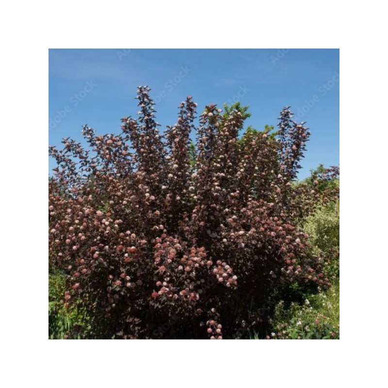 Physocarpus opulifolius DIABLE D'OR 'Mindia'