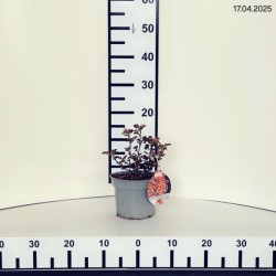 Physocarpus opulifolius DIABLE D'OR 'Mindia'