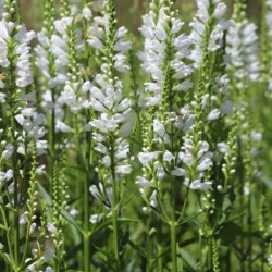 Physostegia virginiana 'Alba'