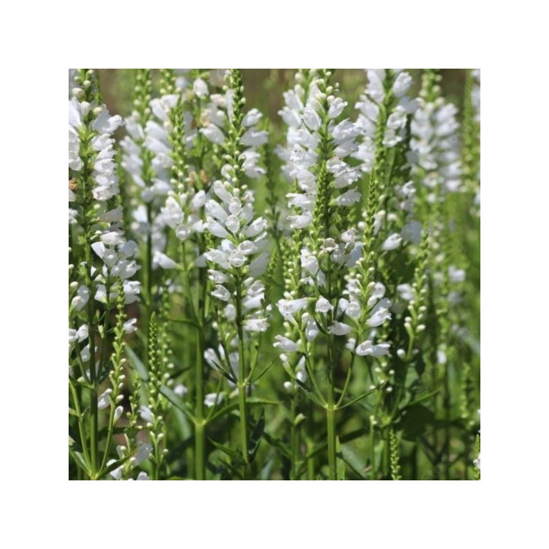 Physostegia virginiana 'Alba'