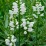 Physostegia virginiana 'Alba'