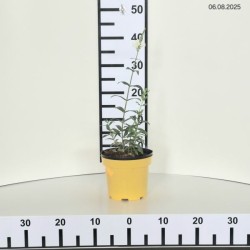 Physostegia virginiana 'Alba'