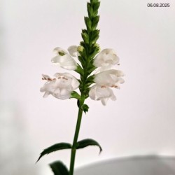 Physostegia virginiana 'Alba'