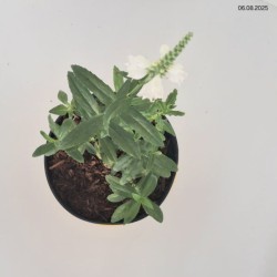 Physostegia virginiana 'Alba'