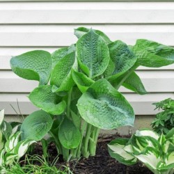 Hosta 'Abiqua Drinking Gourd'