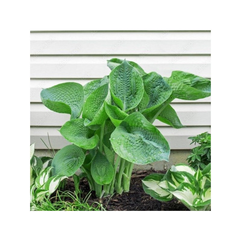 Hosta 'Abiqua Drinking Gourd'