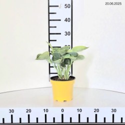 Hosta 'Abiqua Drinking Gourd'