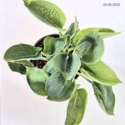Hosta 'Abiqua Drinking Gourd'