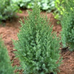 Juniperus chinensis 'Stricta'