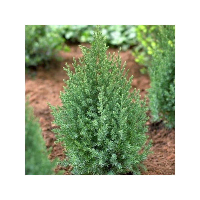 Juniperus chinensis 'Stricta'