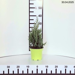 Juniperus chinensis 'Stricta'