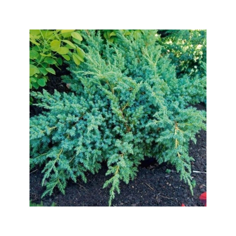 Juniperus squamata 'Hunnetorp'