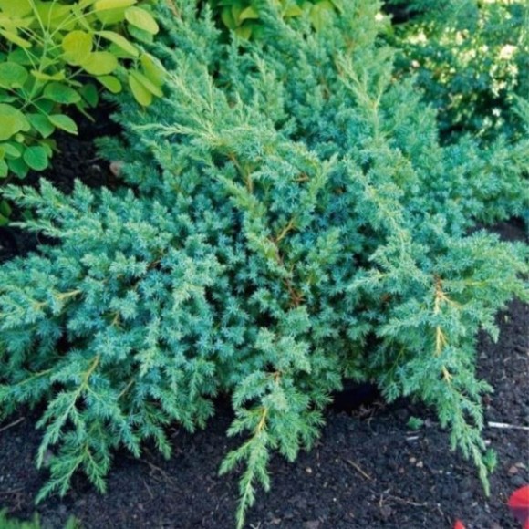 Juniperus squamata 'Hunnetorp'