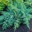 Juniperus squamata 'Hunnetorp'