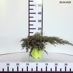 Juniperus squamata 'Hunnetorp'