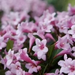 Weigela florida PINK POPPET...