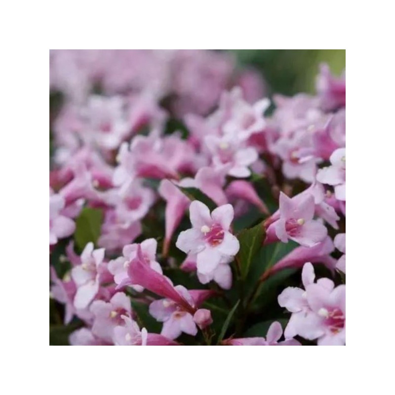 Weigela florida PINK POPPET 'Plangen' PBR