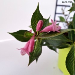 Weigela florida PINK POPPET 'Plangen' PBR