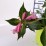 Weigela florida PINK POPPET 'Plangen' PBR