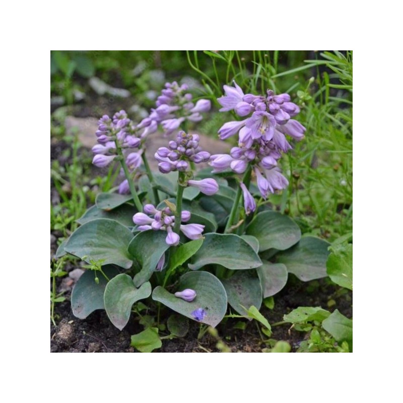 Hosta 'Blue Mouse Ears'