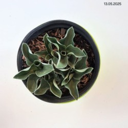 Hosta 'Blue Mouse Ears'