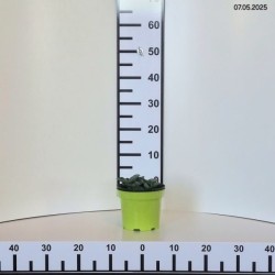 Hosta 'Blue Mouse Ears'