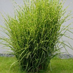 Miscanthus sinensis 'Strictus'