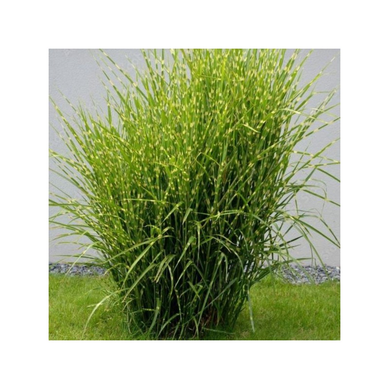 Miscanthus sinensis 'Strictus'