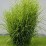 Miscanthus sinensis 'Strictus'