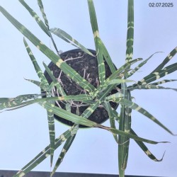 Miscanthus sinensis 'Strictus'