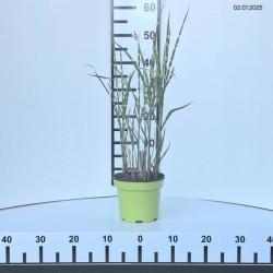 Miscanthus sinensis 'Strictus'