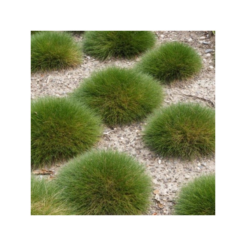 Festuca gautieri 'Pic Carlit'
