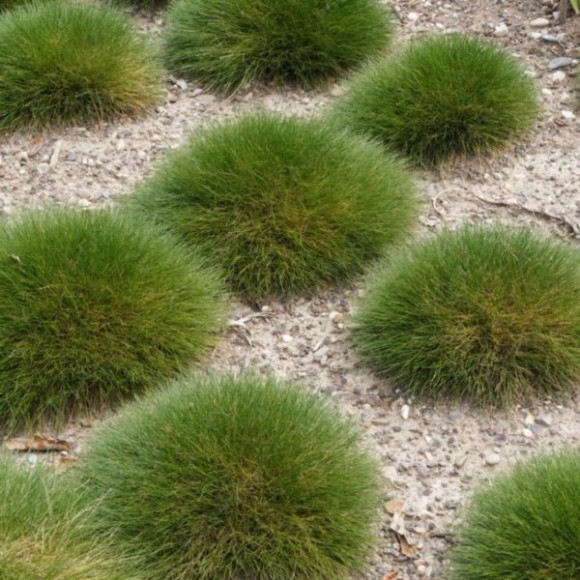 Festuca gautieri 'Pic Carlit'