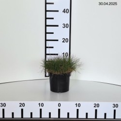 Festuca gautieri 'Pic Carlit'
