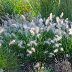Pennisetum alopecuroides...