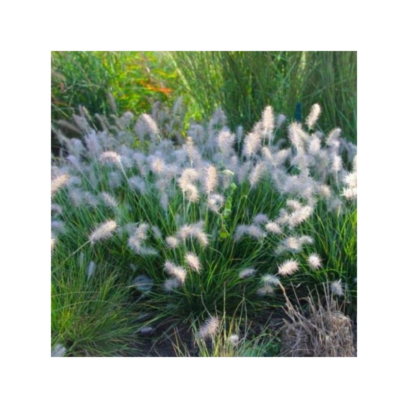 Pennisetum alopecuroides 'Little Bunny'